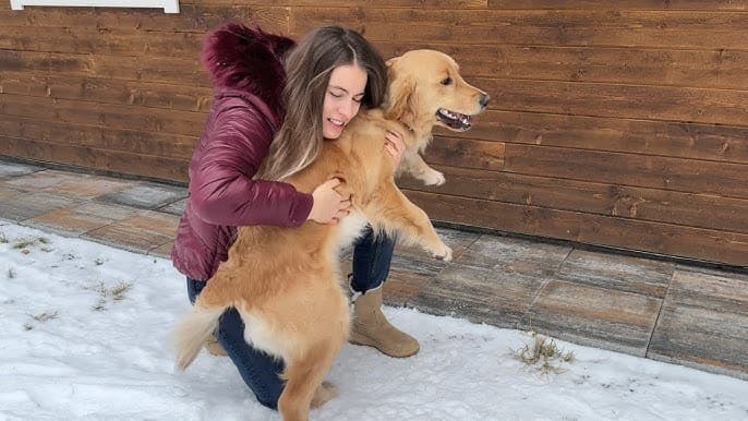 Golden retriever reunion